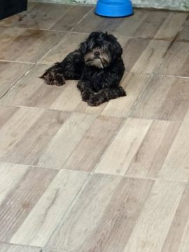 Doação de cachorro macho 