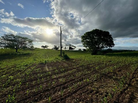 26 tarefas de terra no Riachão em Frei Paulo