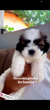 Shih Tzu filhote - Novo membro da família