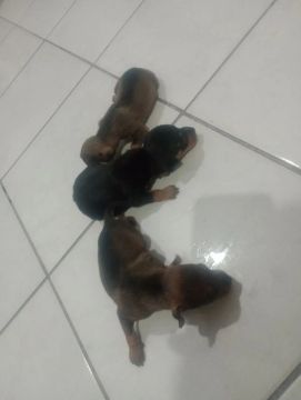 Pinscher n1 só macho disponível.