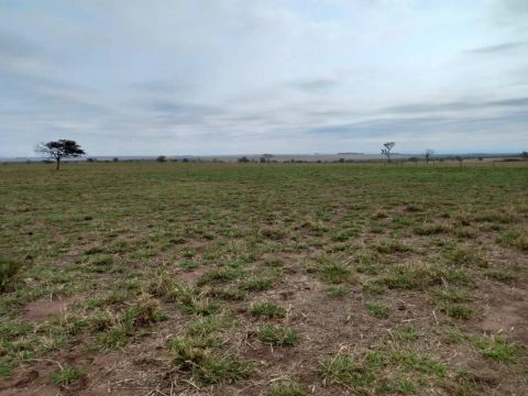 Explore Novos Horizontes: Fazenda Excepcional à Venda em Cocalinho-MT