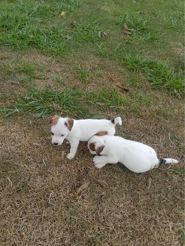 Jack russel terrier filhotes 