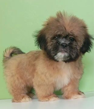 Shih tzu