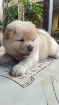 Filhote Chow-Chow