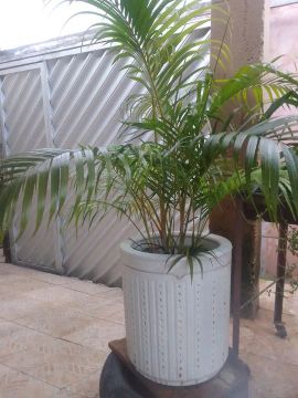 Jarro com planta natural