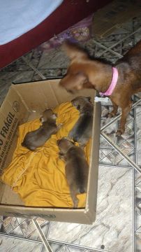 Vendo cachorro pinscher número um