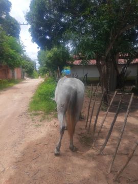 Egua Mangalarga Marchador