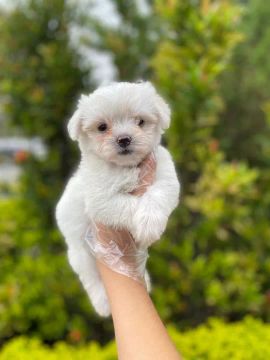 Maltês tamanho micro e padrão, com garantias e suporte veterinário gratuito!