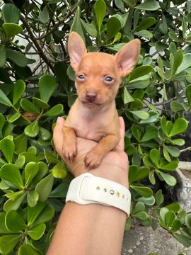 PINSCHER ZERO 