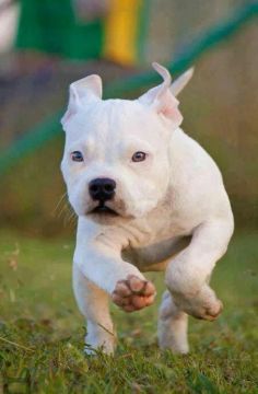 american bully micros filhotes disponíveis