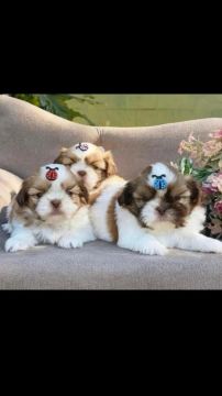  Shih Tzu mini lindos filhotes c garantia 