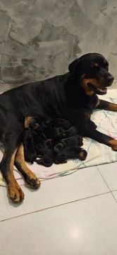 Rottweiler com filhotes