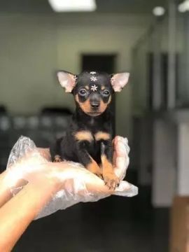 Filhote de Pinscher Miniatura e Pug 