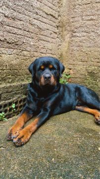 Rottweiler fêmeas 