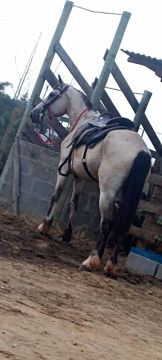 Cavalo