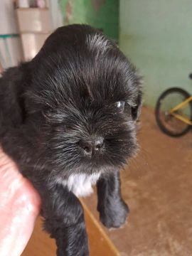 Filhotes de Shi tzu preto