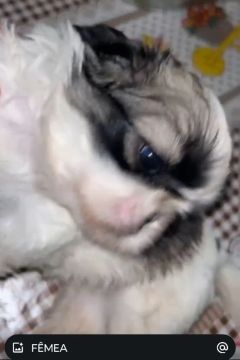  Shih Tzu Fêmea