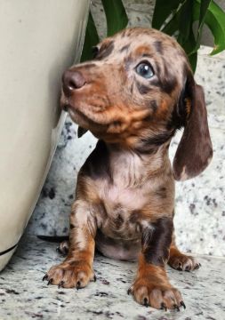 Teckel - Saudáveis e Parrudos Com Pedigree!! 
