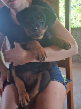 Rottweiler Macho 60 dias