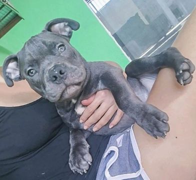 American Bully Micro com Pedigree 