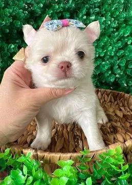 Chihuahua pelo longo filhotes 