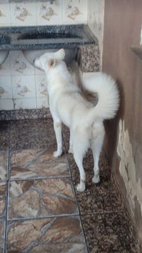 Linda cachorra branca husky siberiano do pelo curto pari de quatro cinco filhotes