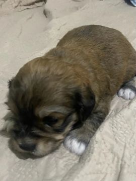 Vende-se cachorro poodle com vira lata 
