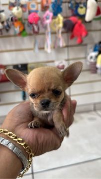 Chihuahua filhote venda.