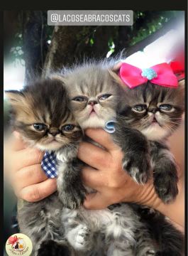 Lindos filhotes de gato persa