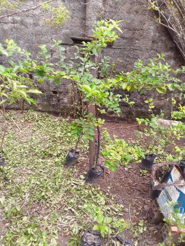 Acerola (planta)