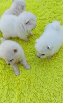 Spitz alemão anão