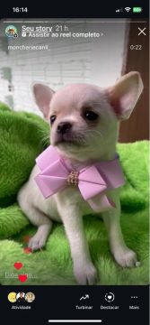 Chihuahua Fêmea
