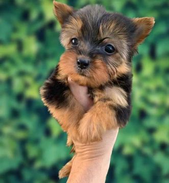ATENÇÃO: esse filhote Yorkshire Terrier vai conquistar seu coração!