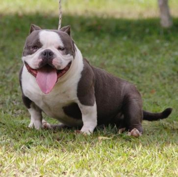 American bully micro