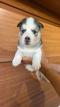 Filhote Husky Siberiano