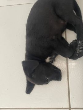 Filhote de Labrador com Border Collie