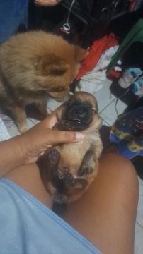 Filhote de cachorro chowchow 