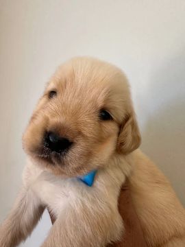Filhote Golden Retriever
