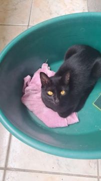 Gata preta linda para adoção