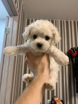 Poodle - Inteligência, fofura e elegância em um só pet!