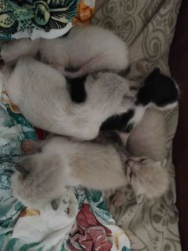 doação de lindos gatinhos 