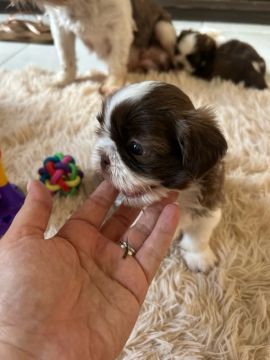 Shih tzu fêmea 