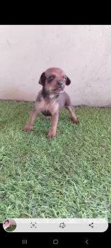 Lindo pinchi macho zero com 1 