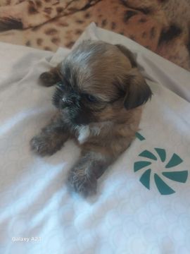 Filhote Shih Tzu 
