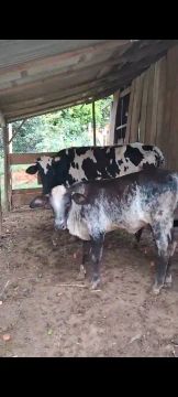 Bezerra  e Vaca de leite novilha 