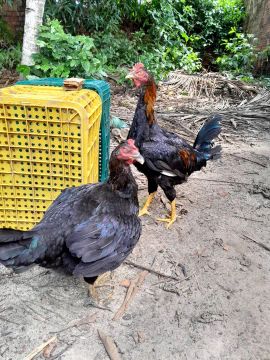 Casal galinha e galo 