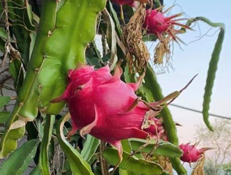 Mudas de Pitaya (Fruta do Dragão)
