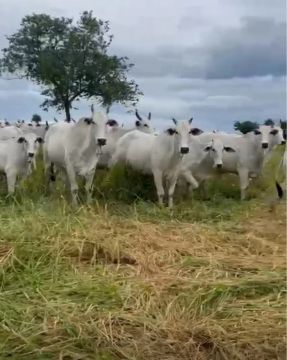 Vacas PO doadoras de embriões 