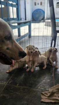 Filhotes de Dalmata - Lindos e Brincalhões!