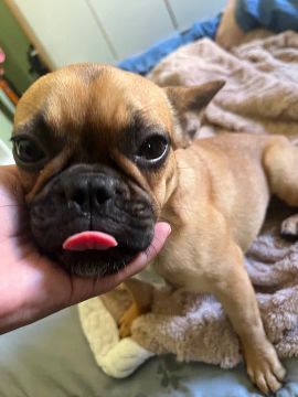 Filhote de Bulldog Francês